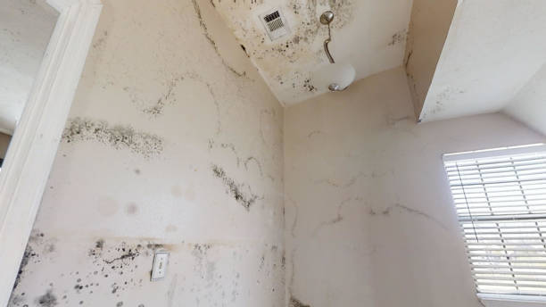 Best HVAC Mold Inspection and Cleaning  in Escanaba, MI