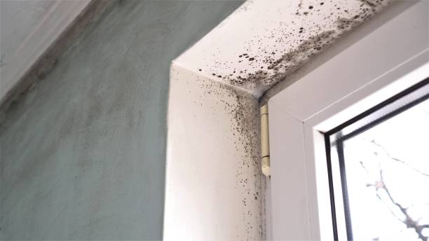Best Mold Removal for HVAC Installations  in Escanaba, MI