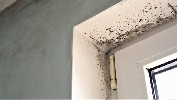Best Environmental Consulting for Mold Prevention  in Escanaba, MI