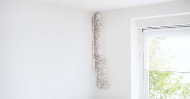 Best Asbestos and Lead Testing During Mold Inspection  in Escanaba, MI