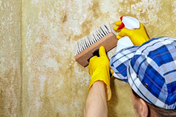 Best Attic Mold Removal  in Escanaba, MI