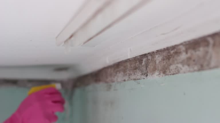 Best Dehumidification Services  in Escanaba, MI